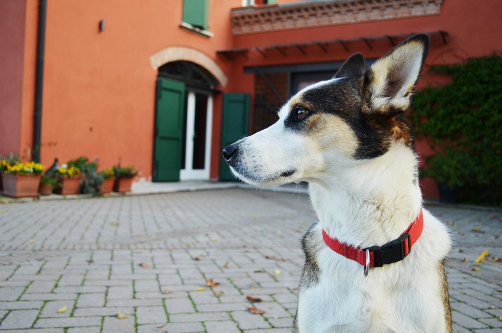 B&B L'Alberone Budrio  Kültér fotó